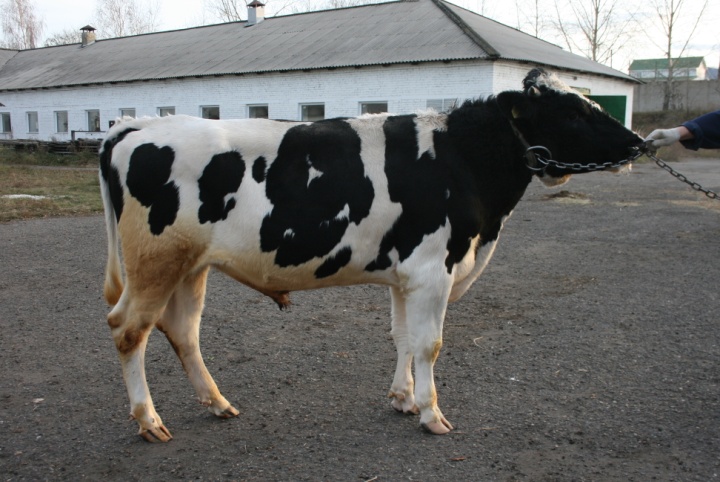 ДАР 212062 КСЧП-235